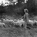[Sheep breeding on Thyholm]